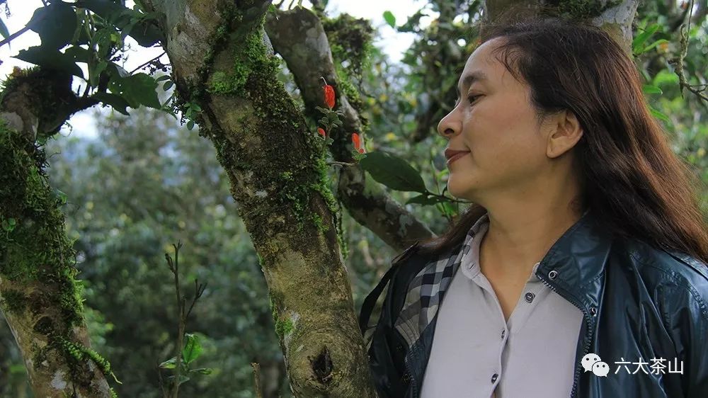 &ldquo;一紙調(diào)令&rdquo;開啟勐海茶廠普洱茶時代